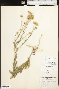 Bradburia pilosa image