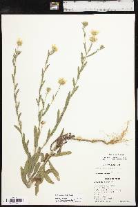 Bradburia pilosa image