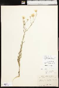 Bradburia pilosa image