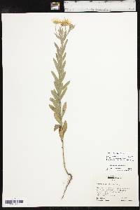 Bradburia pilosa image