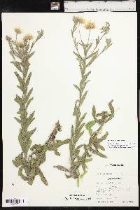 Bradburia pilosa image