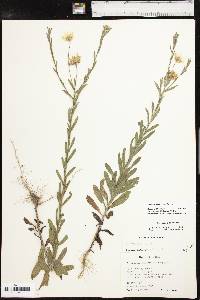 Bradburia pilosa image