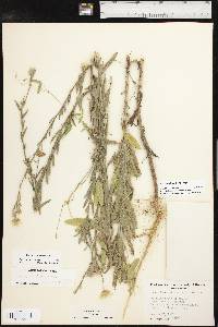 Bradburia pilosa image