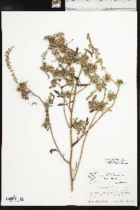 Ambrosia acanthicarpa image