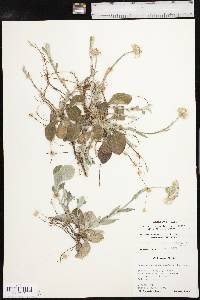 Antennaria parlinii subsp. fallax image