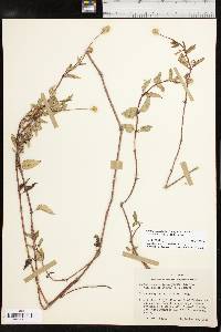 Acmella oppositifolia var. repens image