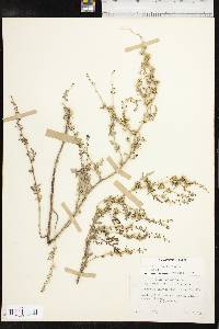 Ambrosia acanthicarpa image