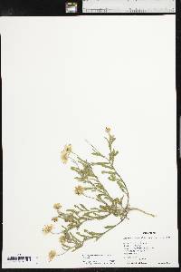 Aphanostephus skirrhobasis image