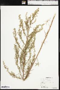 Artemisia dracunculus image