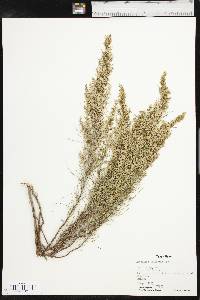 Artemisia filifolia image