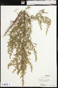 Artemisia dracunculus image