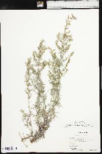 Artemisia carruthii image