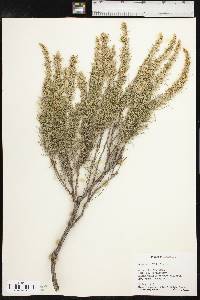 Artemisia filifolia image