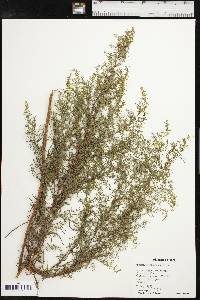 Artemisia dracunculus image