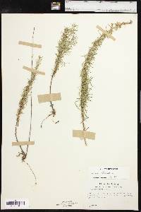 Artemisia dracunculus image