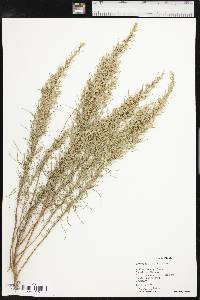 Artemisia filifolia image