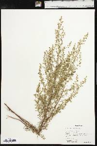 Artemisia dracunculus image