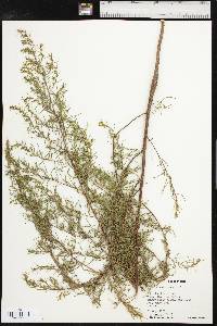 Artemisia dracunculus image