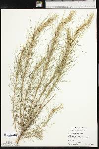 Artemisia filifolia image