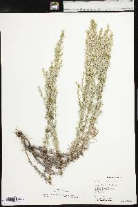 Artemisia carruthii image