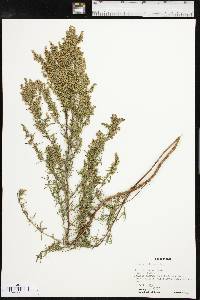 Artemisia dracunculus image