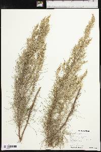 Artemisia filifolia image