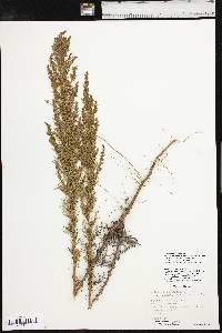 Artemisia campestris subsp. caudata image