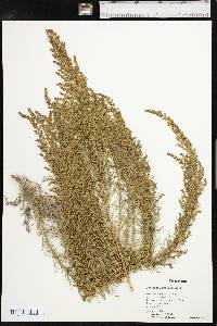 Artemisia dracunculus image