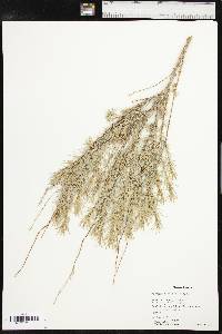 Artemisia filifolia image