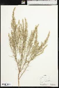 Artemisia filifolia image