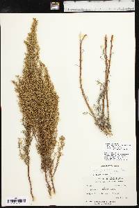 Artemisia campestris subsp. caudata image