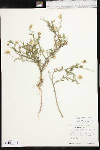 Aphanostephus skirrhobasis var. skirrhobasis image