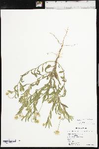 Aphanostephus skirrhobasis var. skirrhobasis image