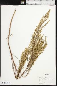 Artemisia dracunculus image