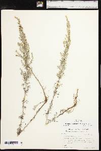 Artemisia carruthii image