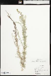 Artemisia carruthii image