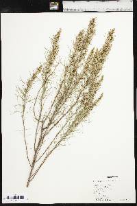 Artemisia filifolia image