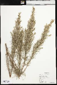 Artemisia filifolia image