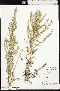 Artemisia ludoviciana subsp. mexicana image