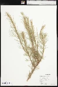 Artemisia filifolia image