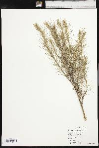 Artemisia filifolia image