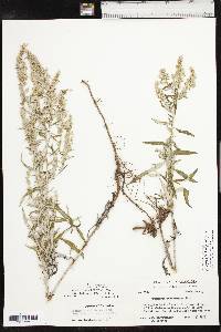 Artemisia ludoviciana subsp. mexicana image