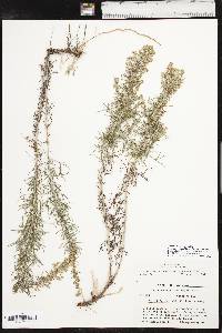 Artemisia ludoviciana subsp. mexicana image