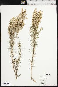 Artemisia filifolia image