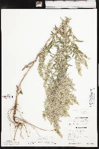 Artemisia ludoviciana subsp. mexicana image