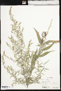 Artemisia ludoviciana var. ludoviciana image