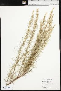 Artemisia filifolia image