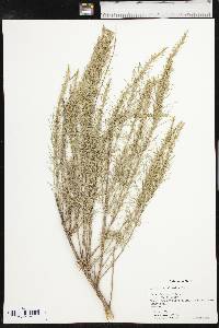 Artemisia filifolia image