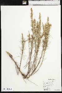 Artemisia filifolia image