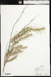 Artemisia filifolia image